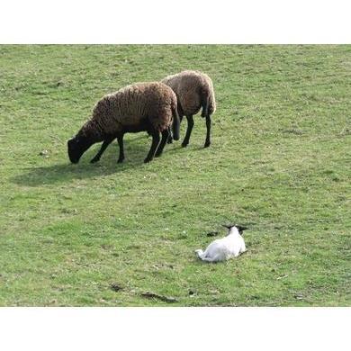 1 oz Irish Country Sheep Wool Top-Natural Top Wool-Acorns & Twigs-Acorns & Twigs