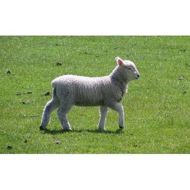 1 oz New Zealand Lamb&